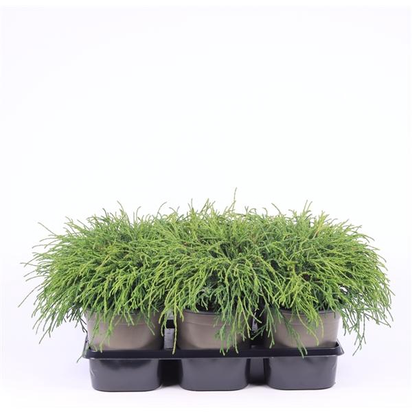 <h4>Chamaecyparis pisifera 'Filifera Nana'</h4>