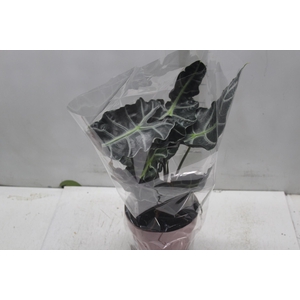 ALOCASIA POLLY P17