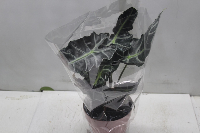 <h4>ALOCASIA POLLY P17</h4>