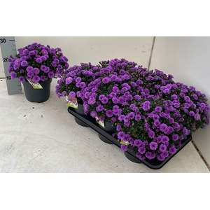 ASTER D AL PURPLE RO