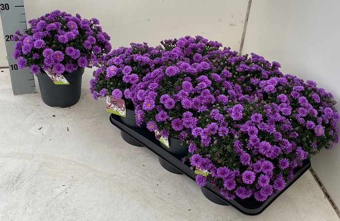 <h4>ASTER D AL PURPLE RO</h4>