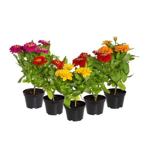 ZINNIA PRECIOSA FORMULA MIX P11