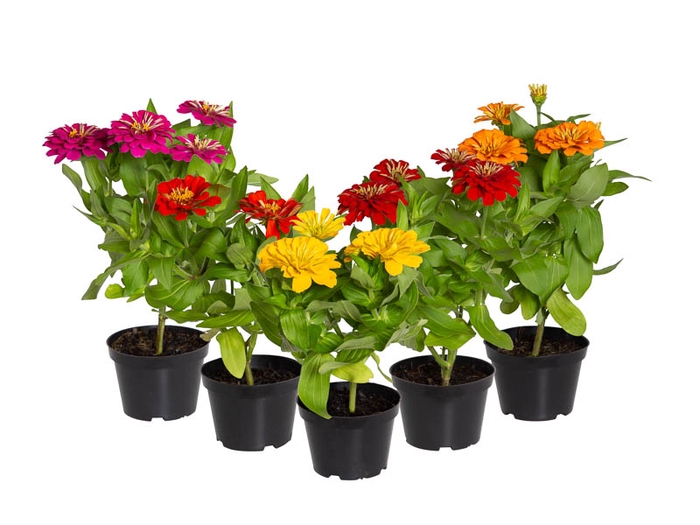 <h4>ZINNIA PRECIOSA FORMULA MIX P11</h4>