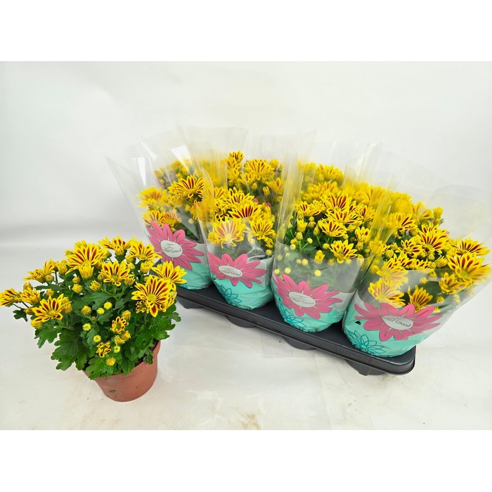 <h4>CHRYS RAINB LA WORTH</h4>