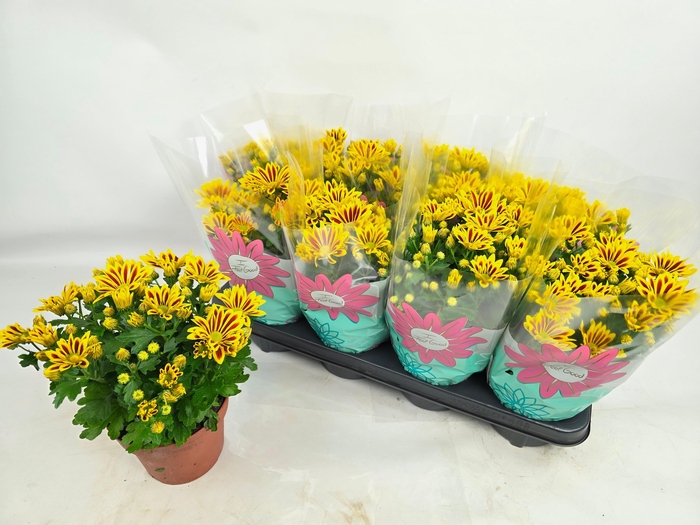 <h4>CHRYS RAINB LA WORTH</h4>