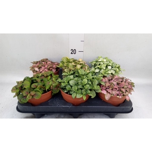 Fittonia   ...mix
