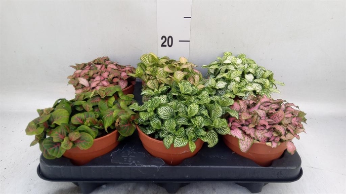<h4>Fittonia ...mix</h4>