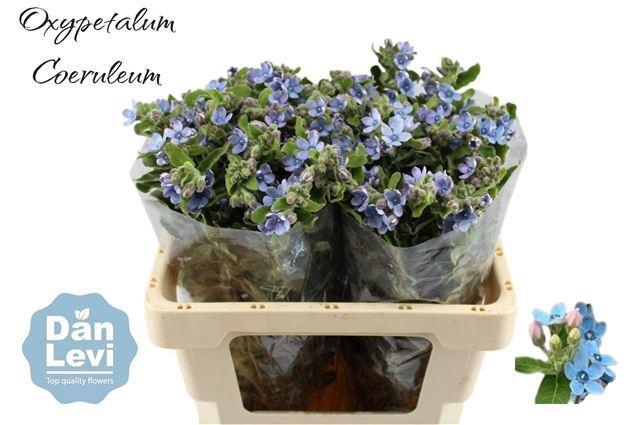 <h4>OXY CO TAN PURE BLU</h4>