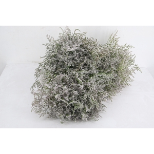 GONIO TATARICUM 30/50CM