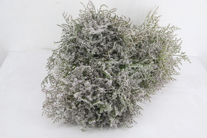 <h4>GONIO TATARICUM 30/50CM</h4>