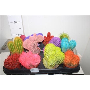 Cactus Rainbow Cactus Mix