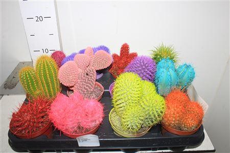 <h4>Cactus Rainbow Cactus Mix</h4>