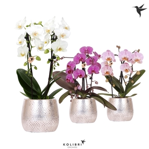 Kolibri Orchids Niagara fall mix 2 spike in Elite pot silver