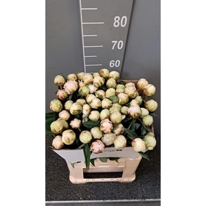 Paeo L Bowl Of Cream