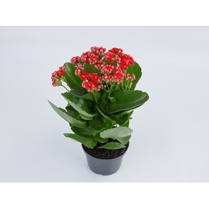 KALANCHOE DOBRADO P11 VERMELHO
