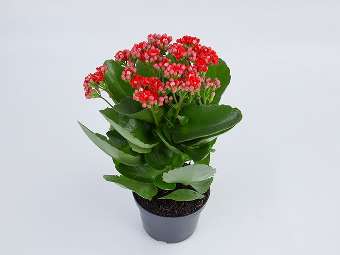 <h4>KALANCHOE DOBRADO P11 VERMELHO</h4>