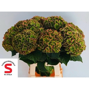 HORT MACROPHYLLA LAVA (CLASSIC)