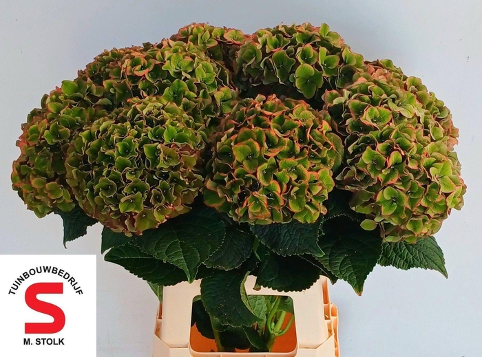 <h4>HORT MACROPHYLLA LAVA (CLASSIC)</h4>