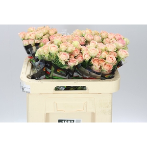 Rosa Tr Azore X5