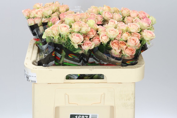 <h4>Rosa Tr Azore X5</h4>