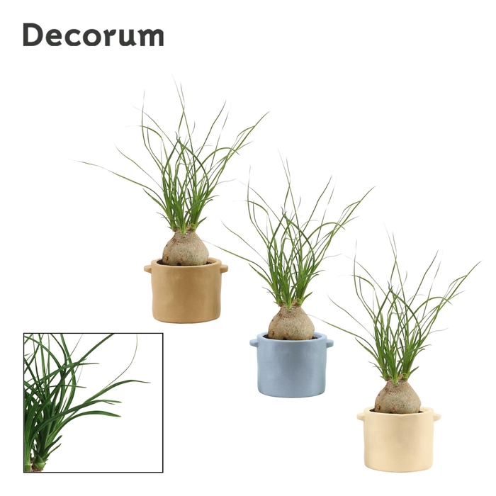 <h4>Beaucarnea bol 6 cm in Charlotte (Nature world-collection)</h4>