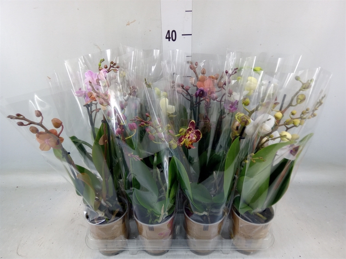 <h4>Phalaenopsis   ...mix</h4>