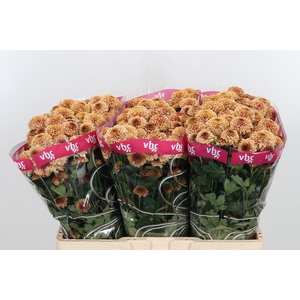 Chr San Aaa Doria Sa