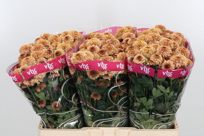 <h4>Chr San Aaa Doria Sa</h4>