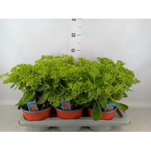 Sedum spectabile 'Herbstfreude'