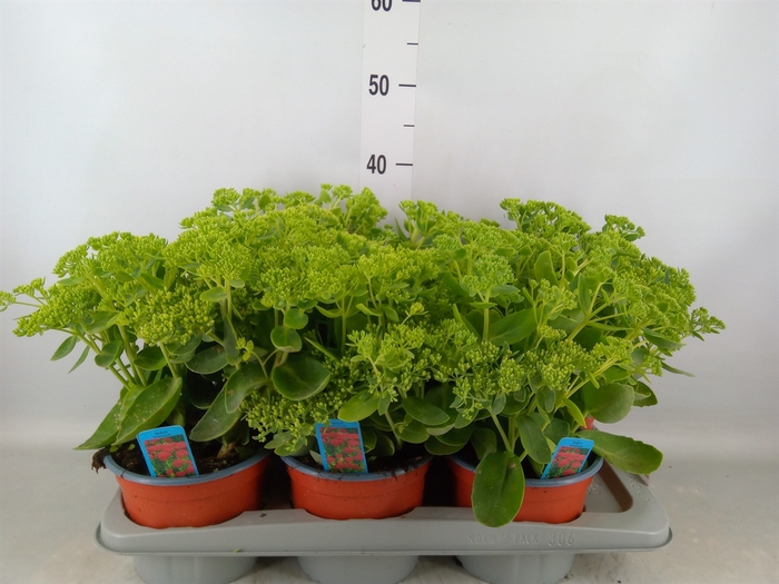 <h4>Sedum spectabile 'Herbstfreude'</h4>