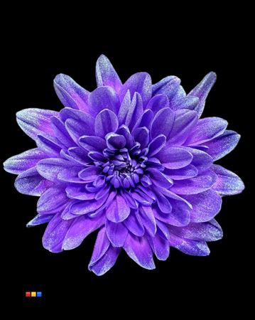 Chr T Baltica Milka + Satin