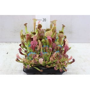 Sarracenia Gemengd