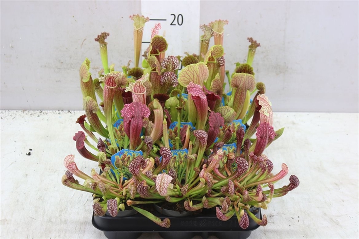 <h4>Sarracenia Gemengd</h4>