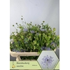 Didiscus Blue