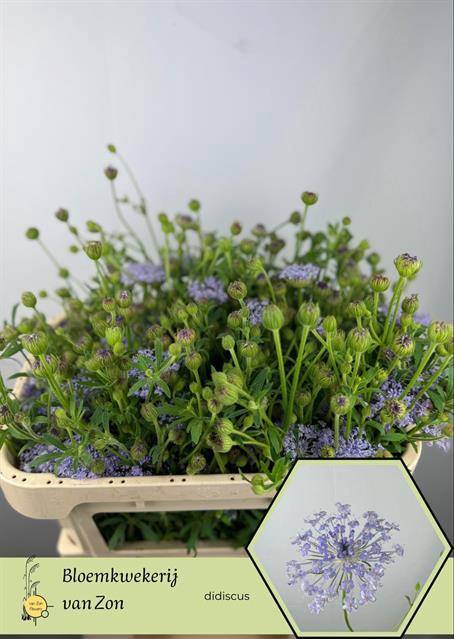 Didiscus Blue