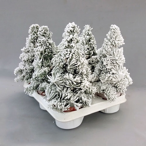 Abies paraffin 40 cm hoog