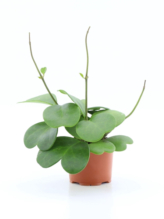 <h4>Hoya kerrii</h4>