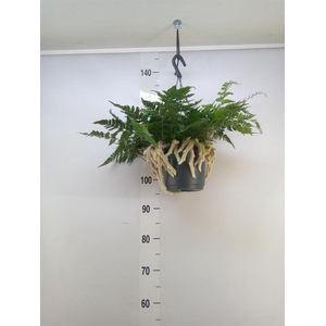 Humata griffithiana var. tyermannii