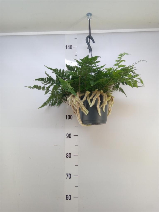 <h4>Humata griffithiana var. tyermannii</h4>