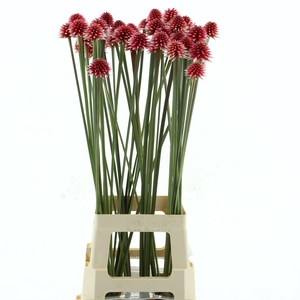 Inirida Pink