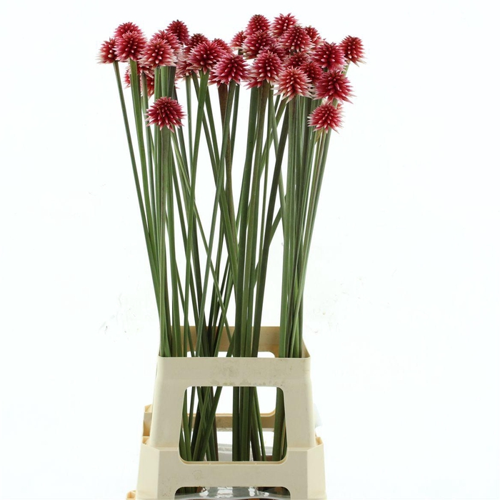 <h4>Inirida Pink</h4>