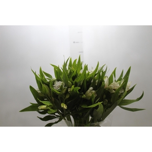 ALSTROEMERIA PRESTIGE 080 CM BRANCO