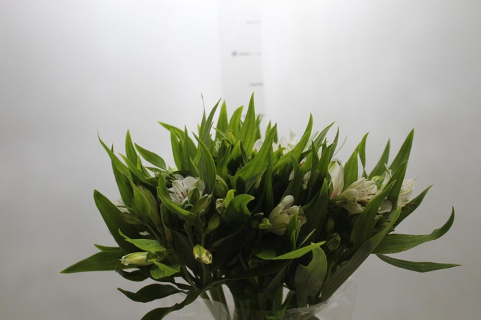 <h4>ALSTROEMERIA PRESTIGE 080 CM BRANCO</h4>