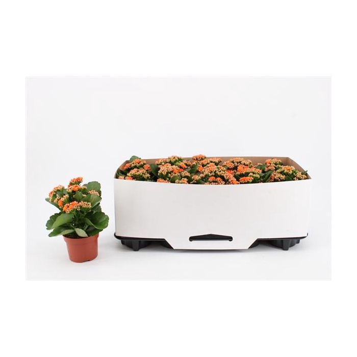 <h4>Kalanchoe Double Orange, in kraag</h4>