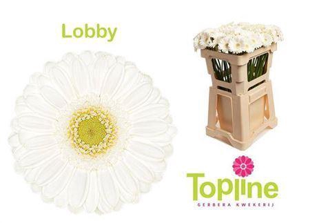 <h4>Ge Mi Lobby</h4>