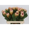 Protea Grandicolor