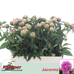 PAEO L JACORMA