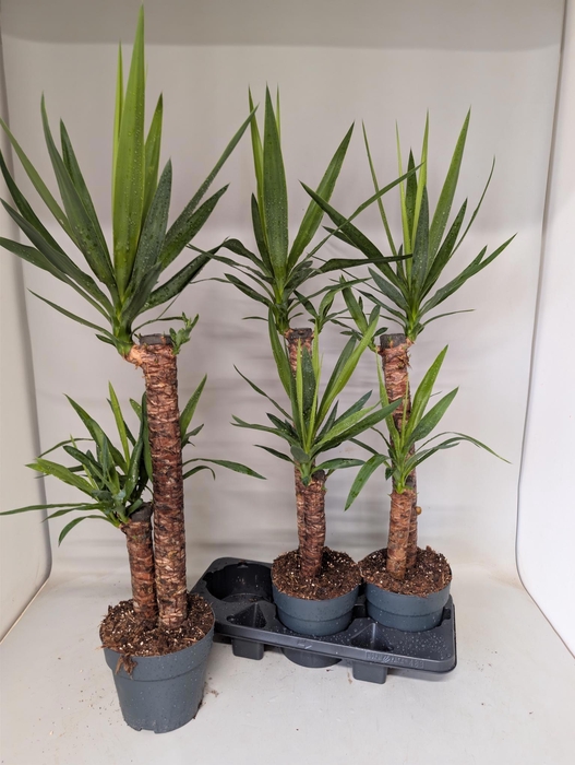 <h4>YUC ELEPHANTIPES</h4>