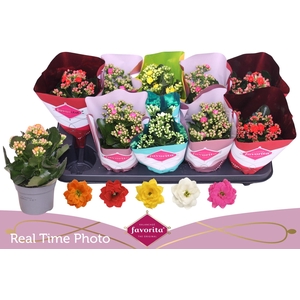 KAL GE PERF GEM 5 KL