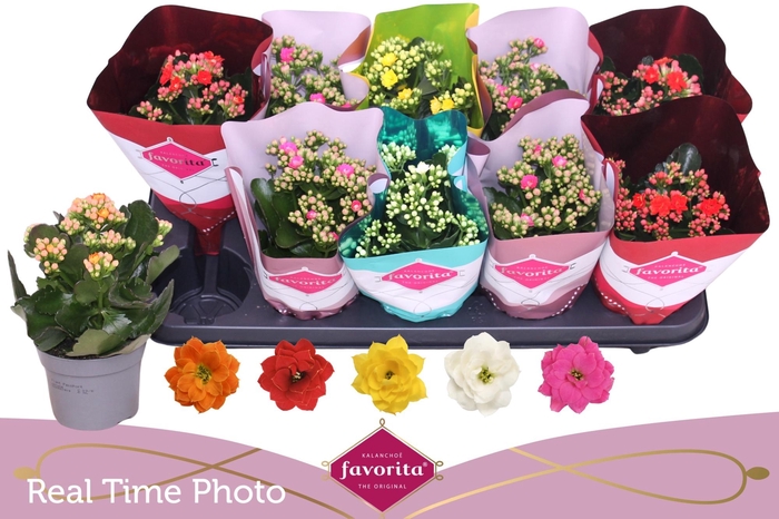 <h4>KAL GE PERF GEM 5 KL</h4>